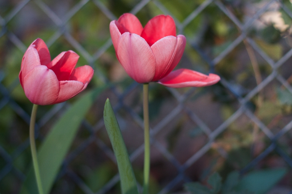 Fleurir usine fleur pétale