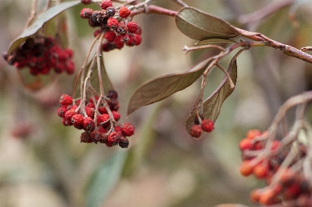 Tree branch blossom plant Photo