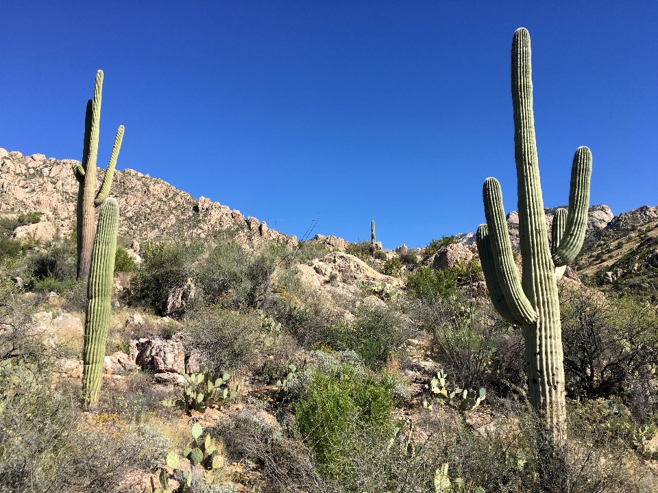 Paisaje montaña cactus
 planta