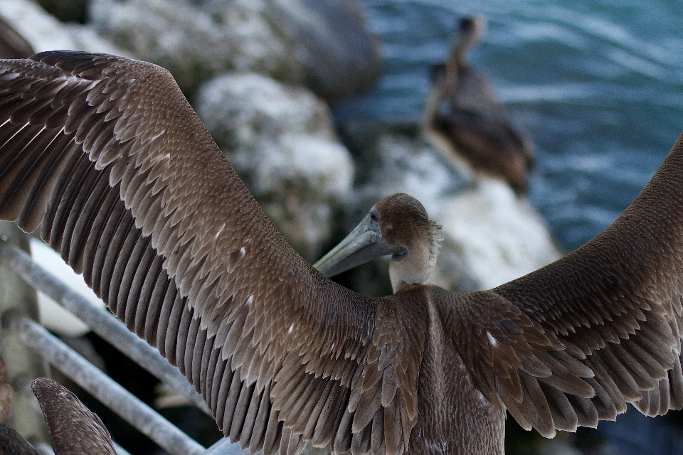 Bird wing pelican seabird