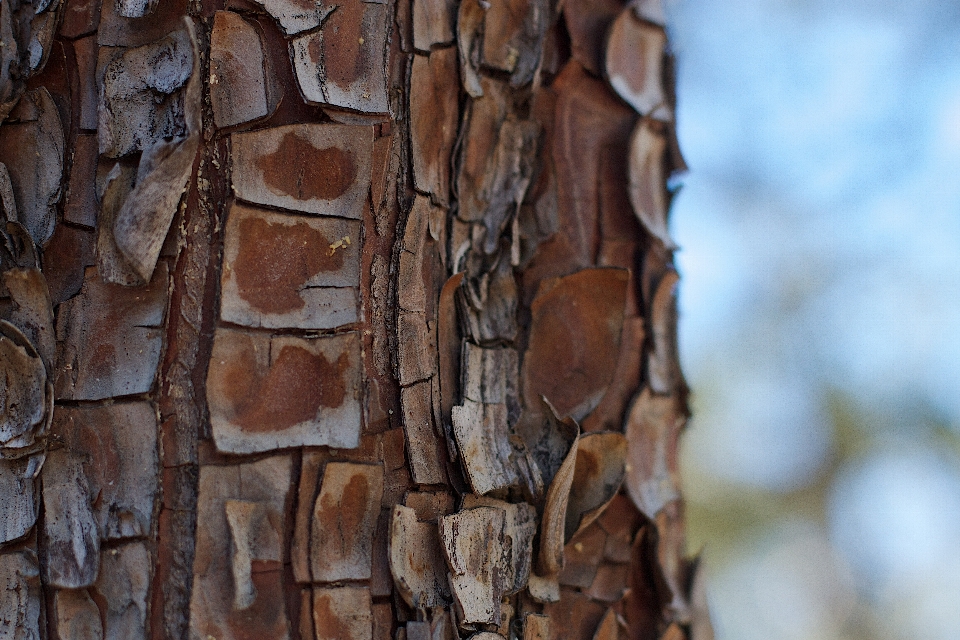 Baum zweig holz blatt