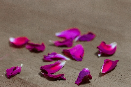 Hand flower purple petal Photo