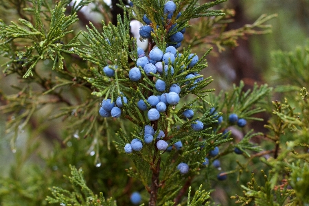 Tree branch plant fruit Photo