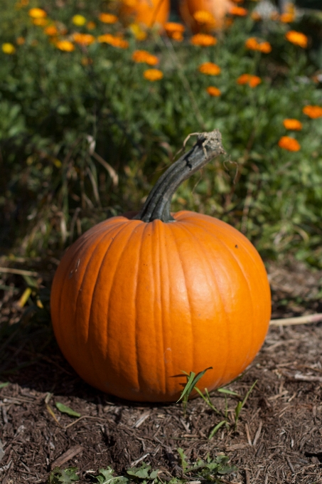 Producir otoño calabaza estación