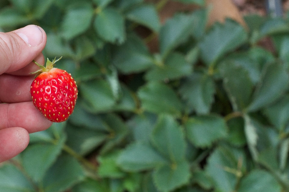 Fleurir usine fruit baie