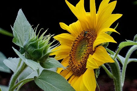 Plant flower botany yellow Photo