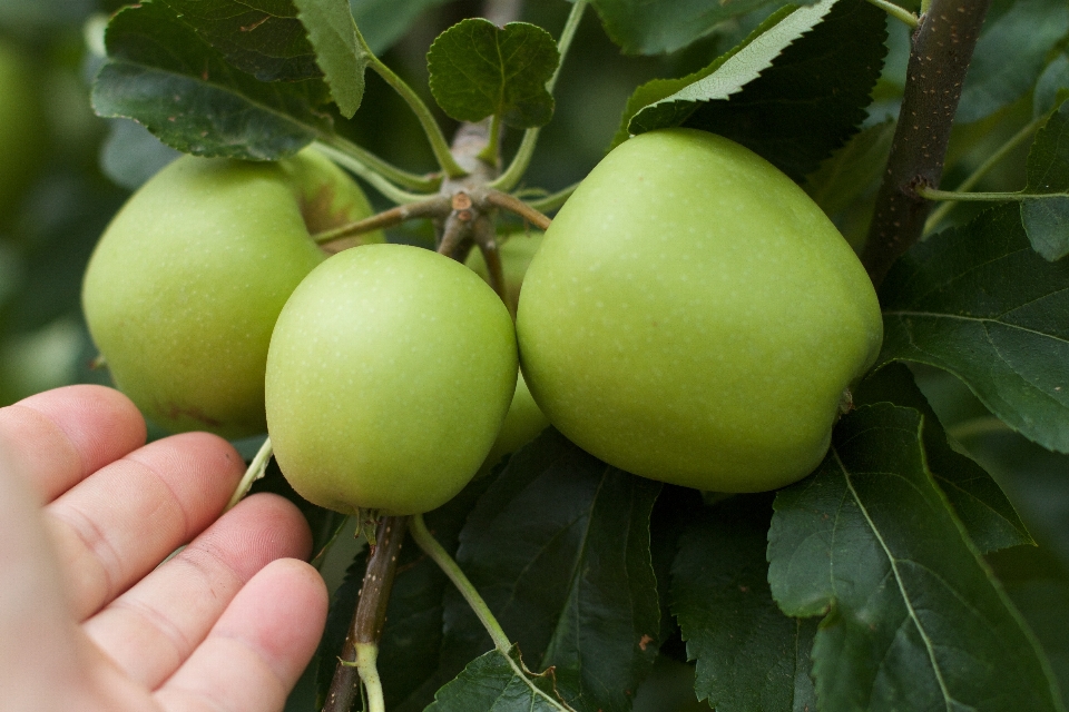 Apple cabang tanaman buah