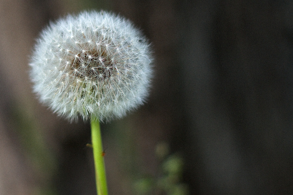 Anlage fotografie löwenzahn blume