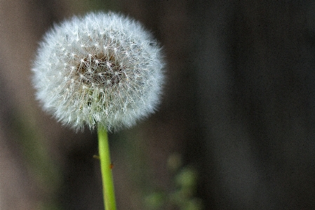 植物 写真撮影 タンポポ 花 写真