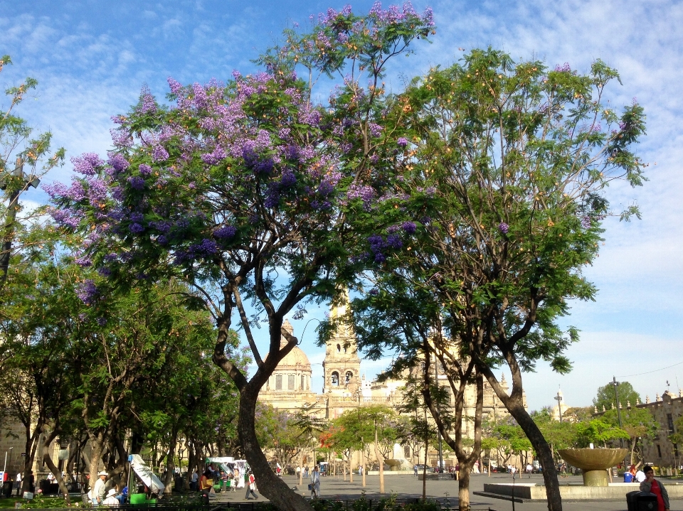 árbol planta flor parque