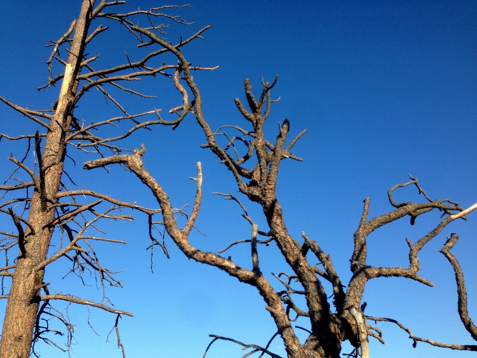 Arbre nature herbe bifurquer