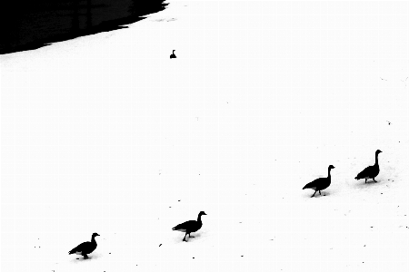 Foto Bayangan hitam burung sayap dan putih
