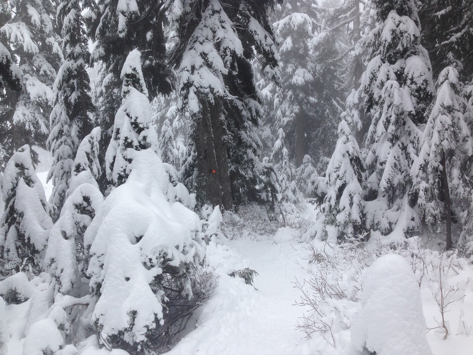 Schnee winter schwarz und weiß
 wetter