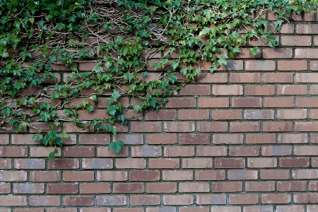 Photo Herbe pavé
 mur asphalte
