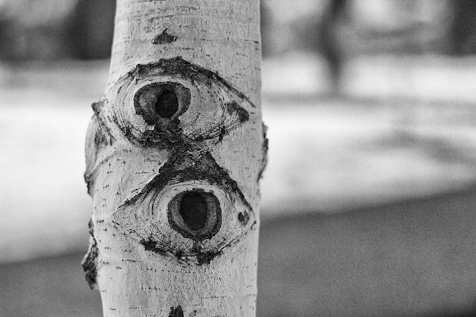 árbol invierno en blanco y negro
 madera