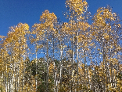 Tree forest branch plant Photo