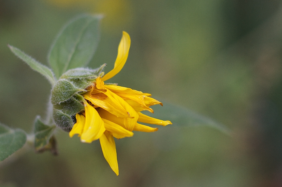 Nature fleurir usine la photographie