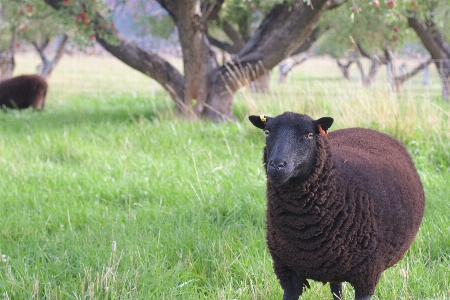 Photo Herbe cultiver prairie
 faune