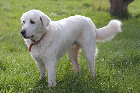 Foto Anjing domba mamalia jenis golden retriever
