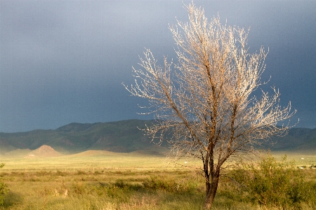 Landscape tree nature grass Photo