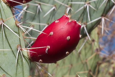 Foto Cacto
 plantar fruta folha