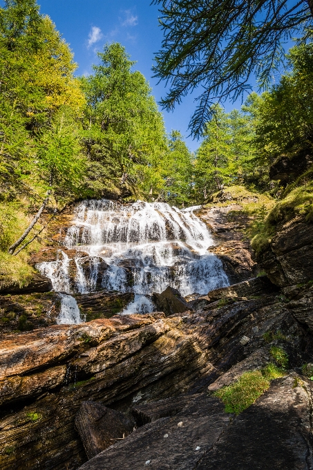 風景 木 自然 森