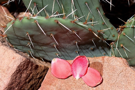 Foto Cacto
 plantar folha flor