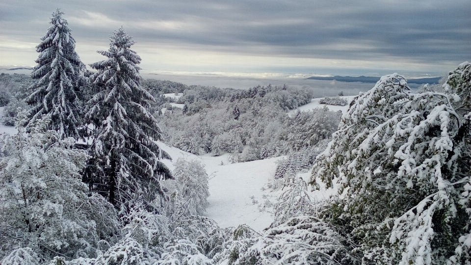 Krajobraz drzewo natura pustynia
