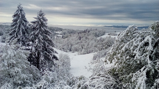 Photo Paysage arbre nature région sauvage
