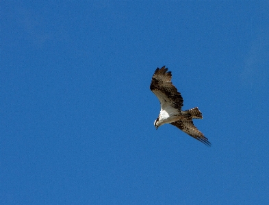 Nature bird wing sky Photo