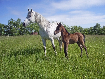 Grass meadow prairie herd Photo