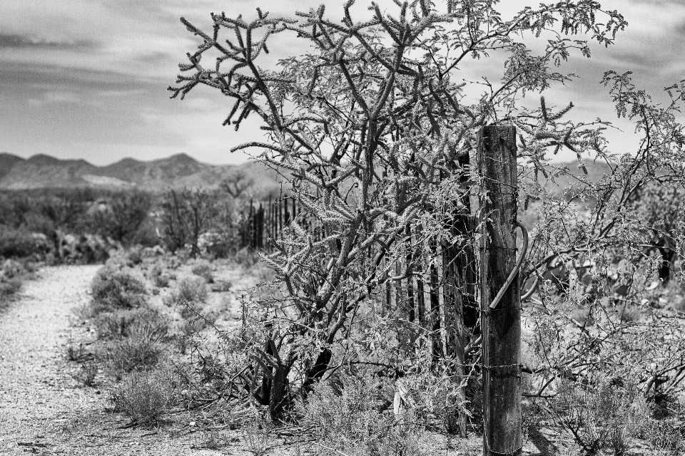 Paisaje árbol naturaleza bosque