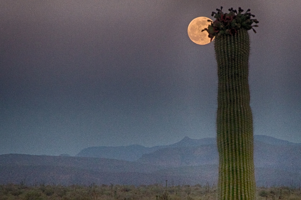 Paysage arbre cactus
 usine