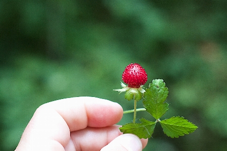 Nature branch blossom plant Photo