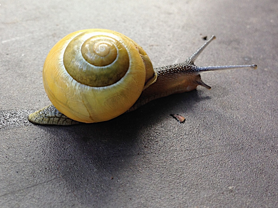 Fauna invertebrato lumaca molluschi