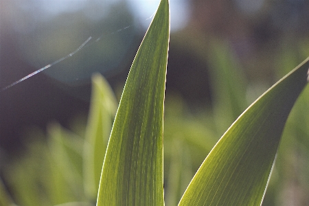 Фото природа трава роса растение