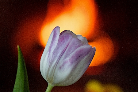 植物 花 花弁 チューリップ 写真