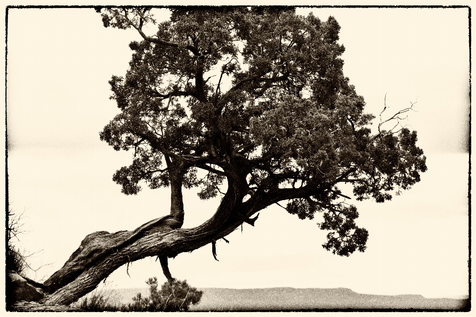 Tree branch black and white plant