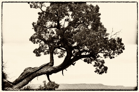 Baum zweig schwarz und weiß
 anlage Foto