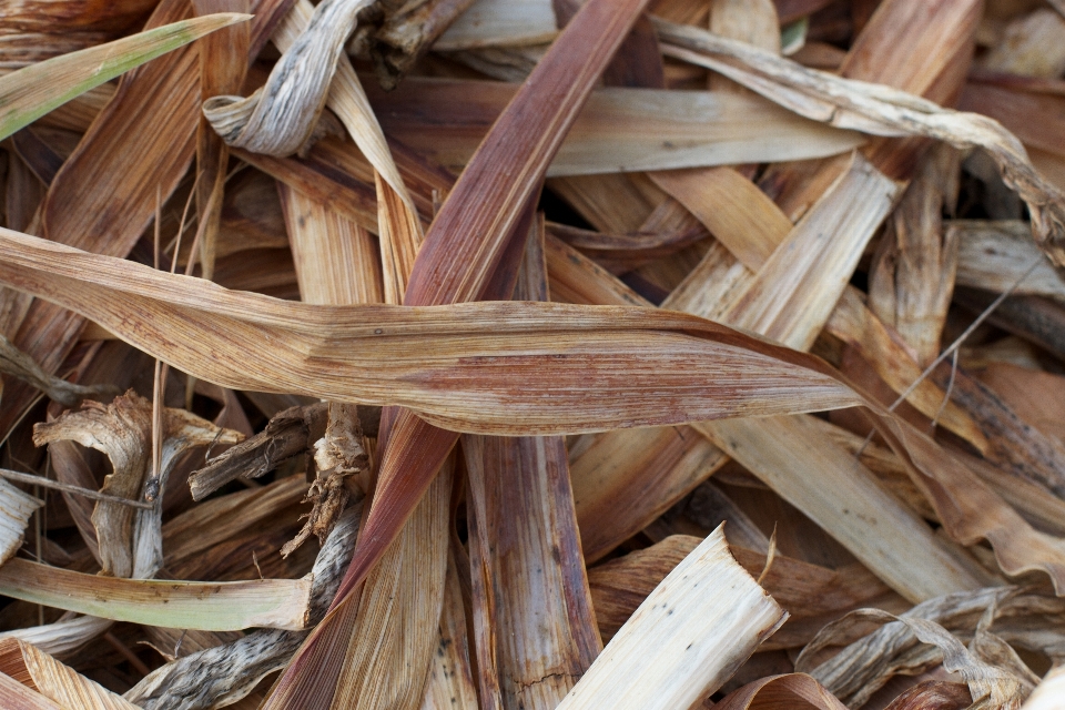 Treibholz
 holz essen produzieren