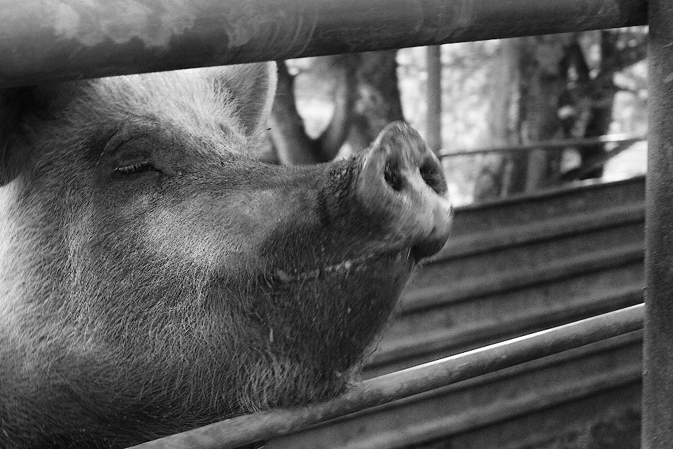 Noir et blanc
 la photographie mammifère