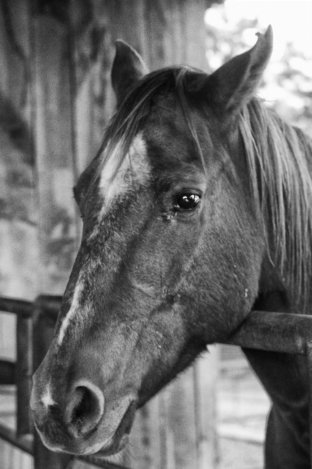 En blanco y negro
 fotografía caballo mamífero