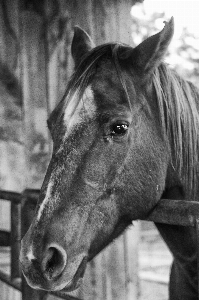 Foto Bianco e nero
 fotografia cavallo mammifero