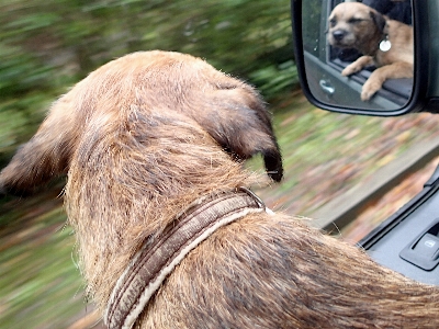 Foto Anjing mamalia gambar keren
 seperti mamalia
