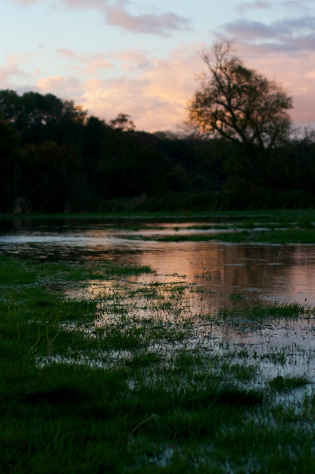 Landscape tree water nature