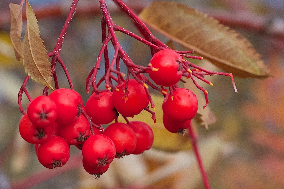 Branch blossom plant fruit