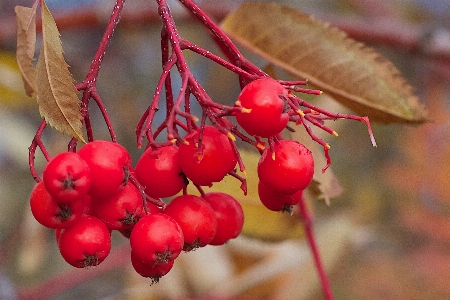 Branch blossom plant fruit Photo