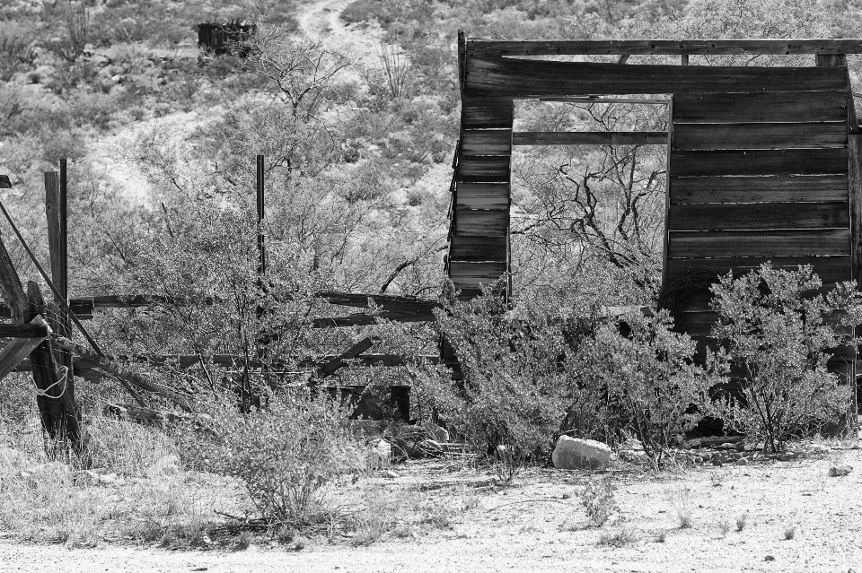 árbol nieve invierno en blanco y negro
