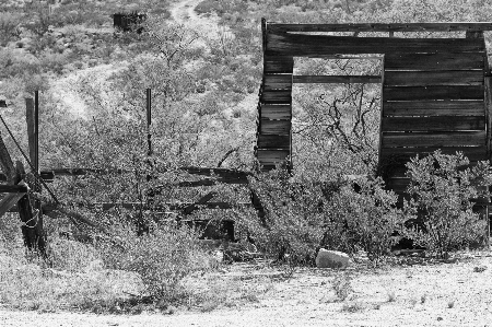 Foto árbol nieve invierno en blanco y negro
