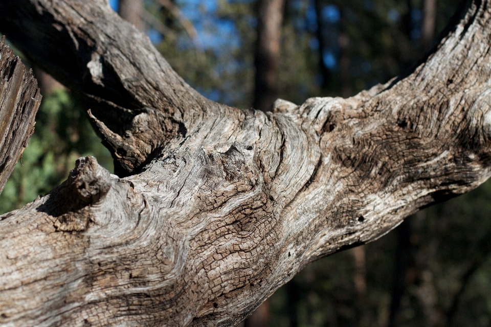 Albero natura foresta ramo